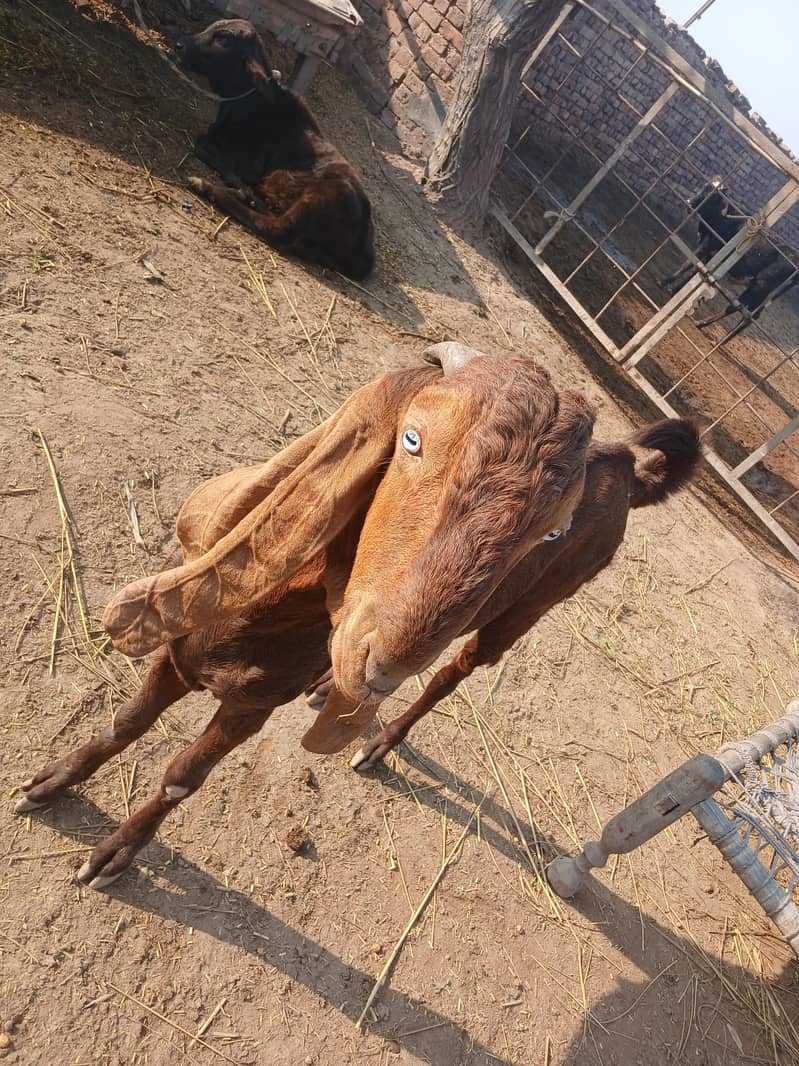 دیسی بکرا 4 دانت 1