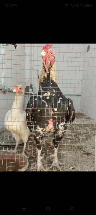 Jawa lover ( lodhran City )