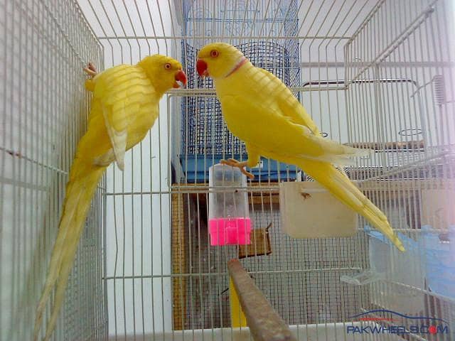Yallow Ring neck breader pair 1