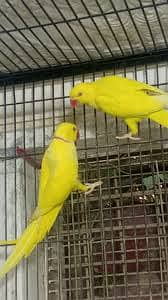 Yallow Ring neck breader pair 2