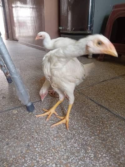 heera breed 4 months age