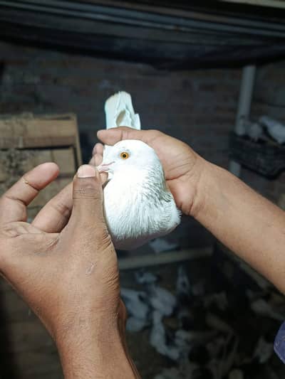 pegion low flayer kabootar male