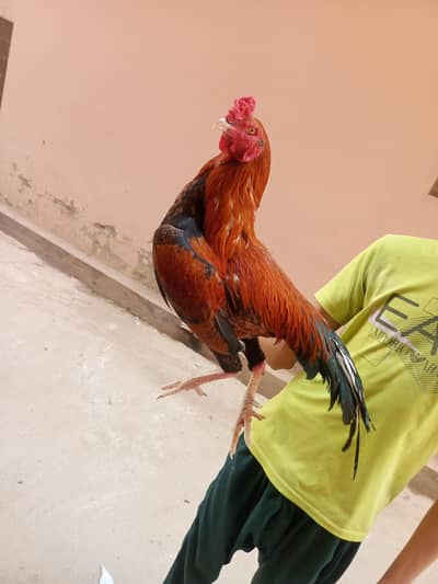 ASEEL contact only this nomber[03336525314]
