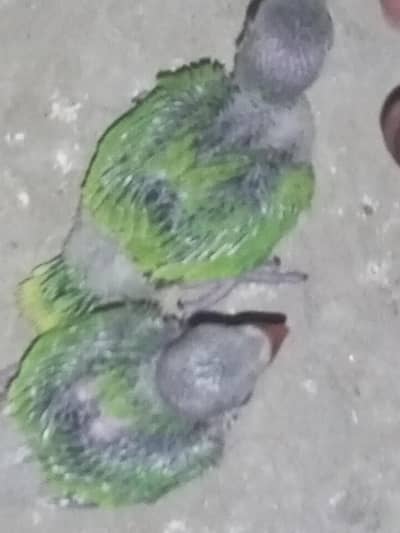 green chick bolne wala