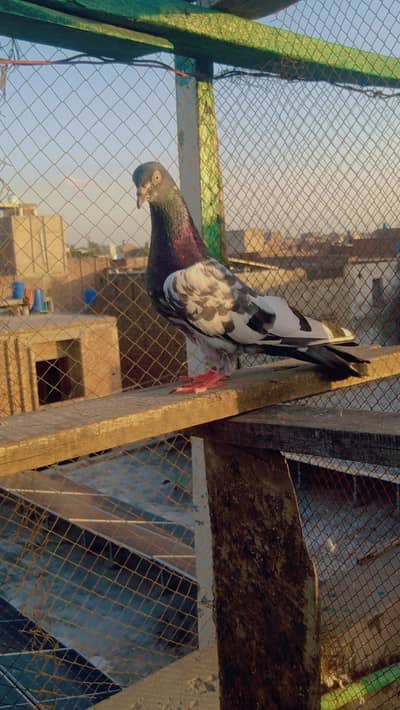 High fliers and low fliers 5 pec for sale