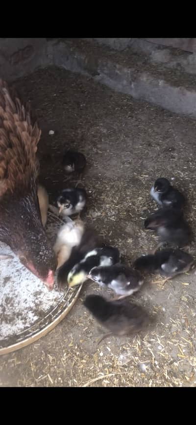 Aseel chicks and Thai chicks