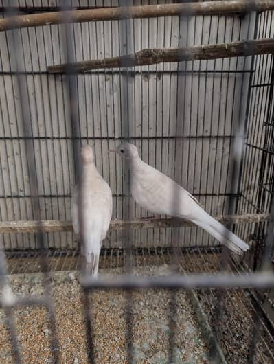 Albino zebra dove breeder pair for sale