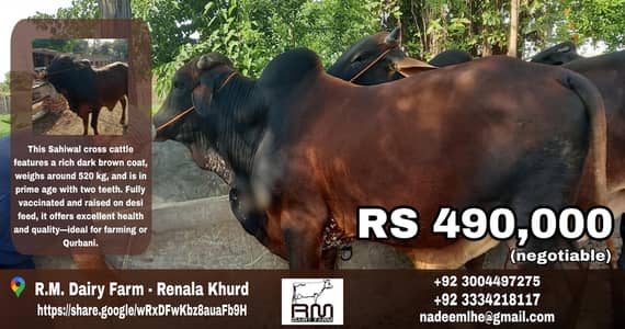 Top Quality Sahiwal Cross