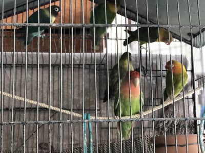 Fancy lovebirds/ Alpino Lutino