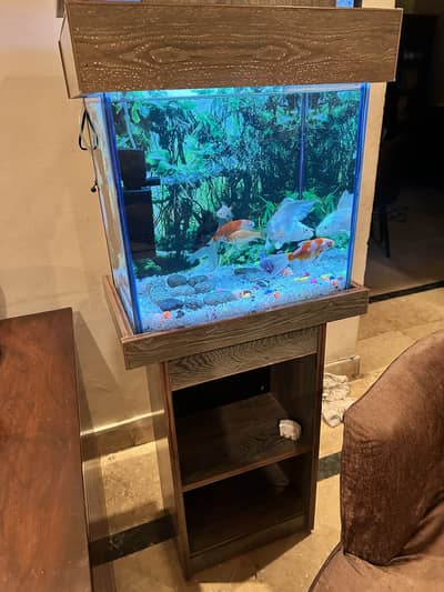 Fish For Sale with Aquarium