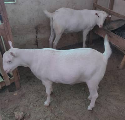 tadi Bakra