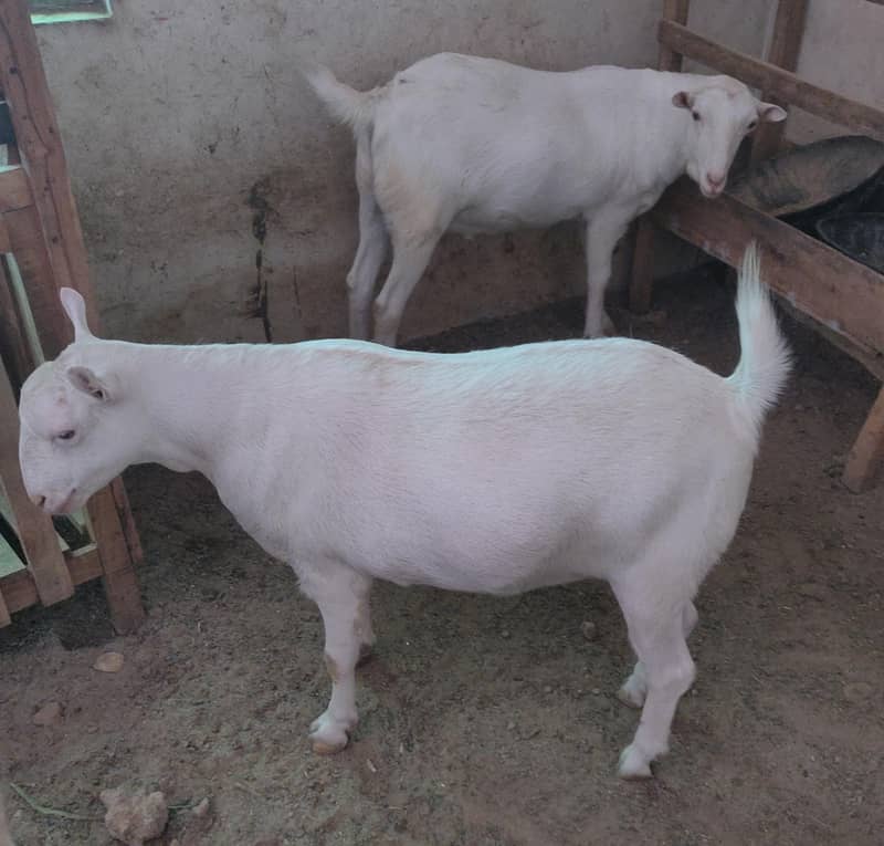 tadi Bakra 0