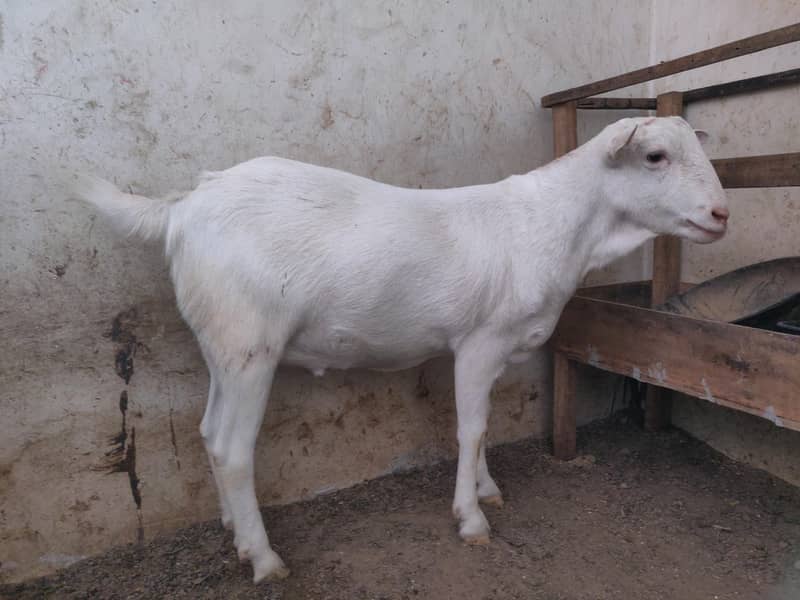 tadi Bakra 1