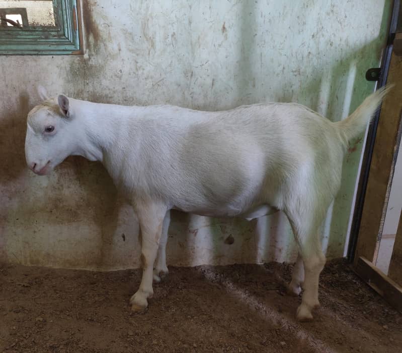 tadi Bakra 4