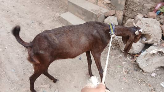 sindhi kamori bakri best for qurbani or breeding