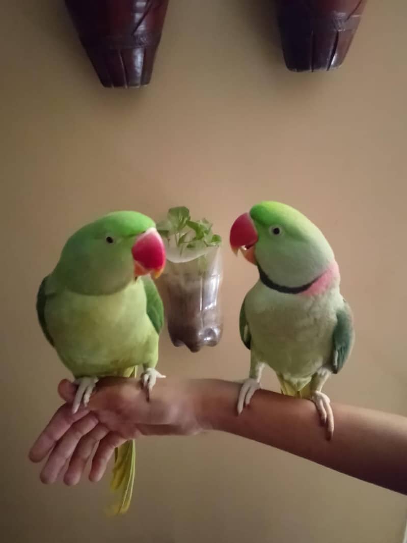 Raw parrot 0