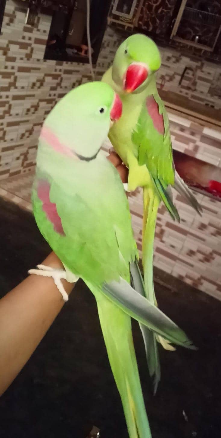 Raw parrot 1