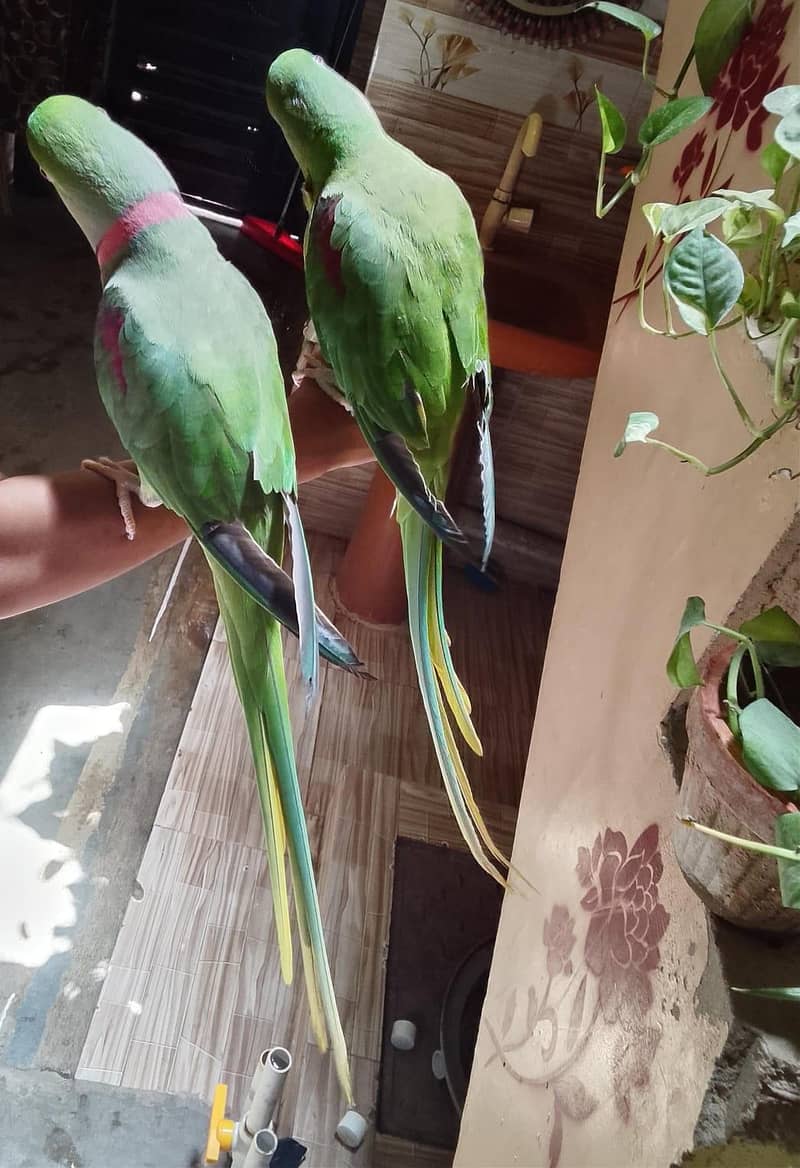 Raw parrot 2