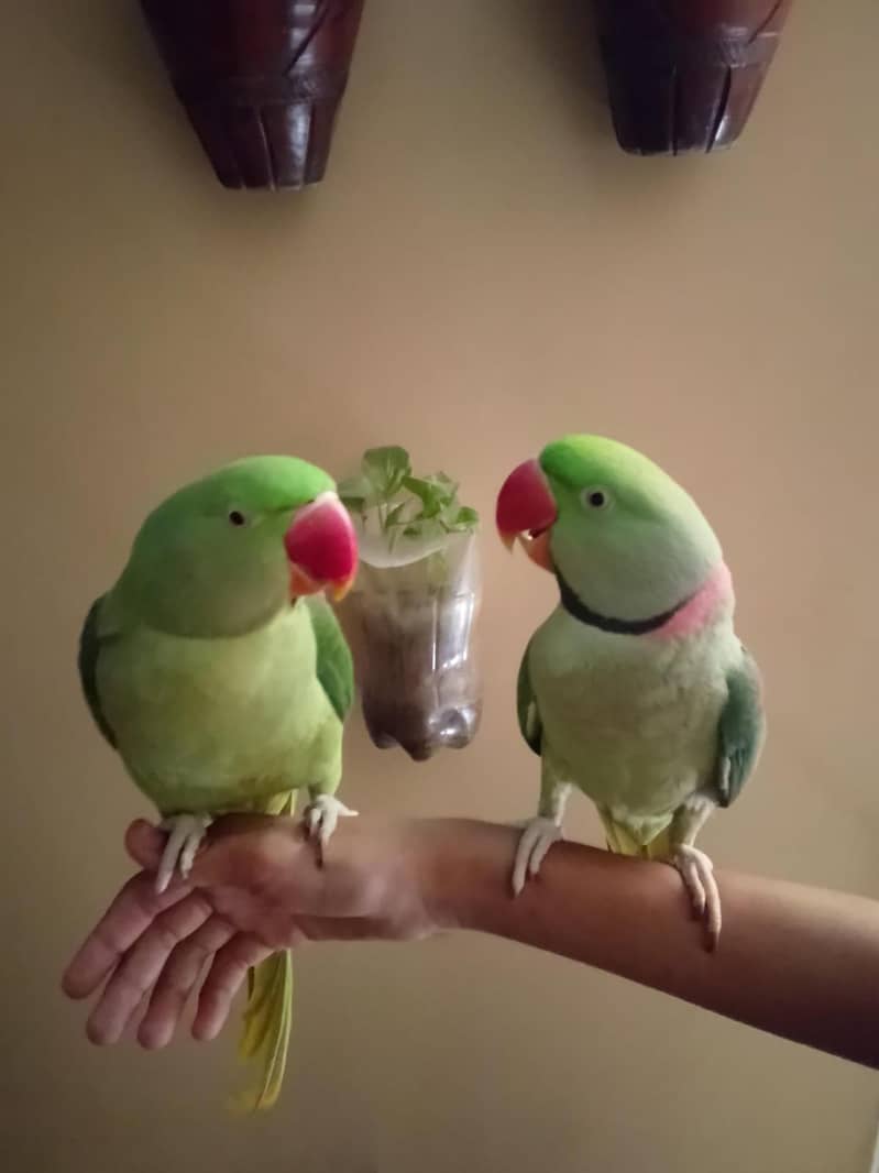 Raw parrot 3