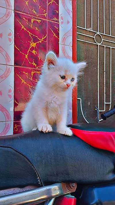 Percian Cat for Sale