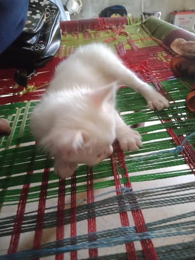 ek bili h or ek bacha h 15 din  ka