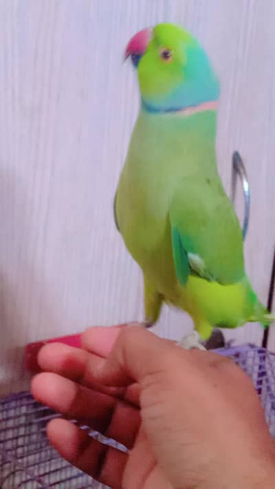 Green ringneck male handtem