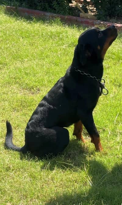 Rottweiler pedigree female