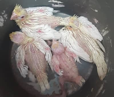 Cocktail for Hand tamed purpose