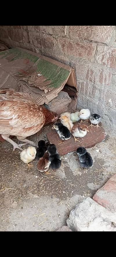 Lasani, Mushki, Amroha Top Quality Chicks / Murga or murgi For Sale