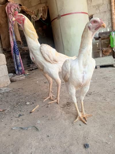 Top Quality German shamo