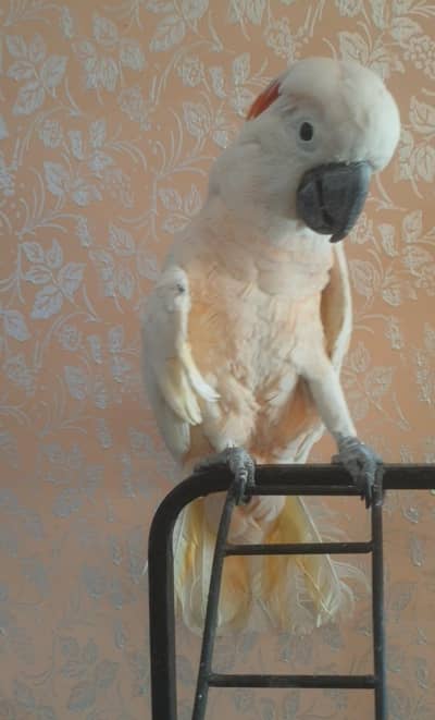 MOLUCCAN cockatoo/03152248124