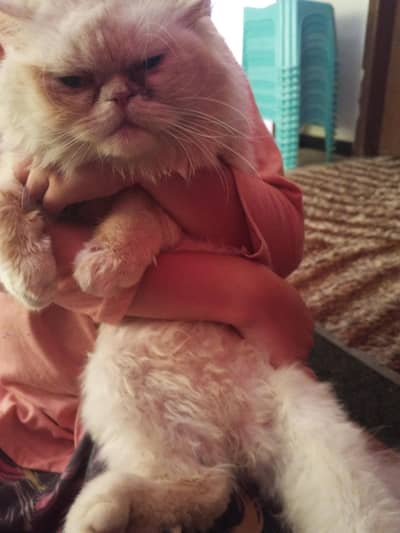 Person cat white colour