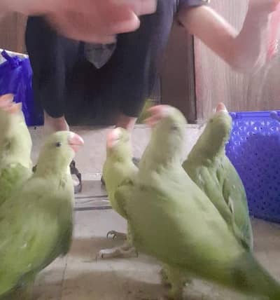 hand tamed parrots bolny waly