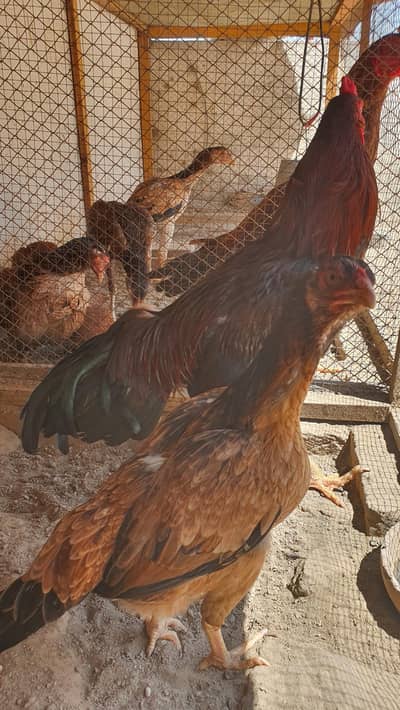 Aseel Murghiyan home breed hai pure aseel 6 hein