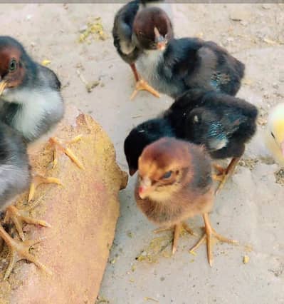 Aseel chicks for sale.