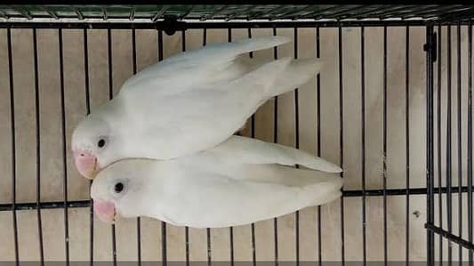 lovebirds different breeder pairs