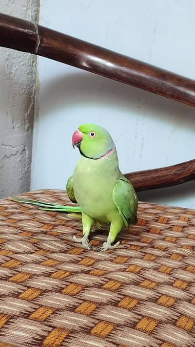 male ringneck king size apny mood pay seetiya bajata h baten krta h