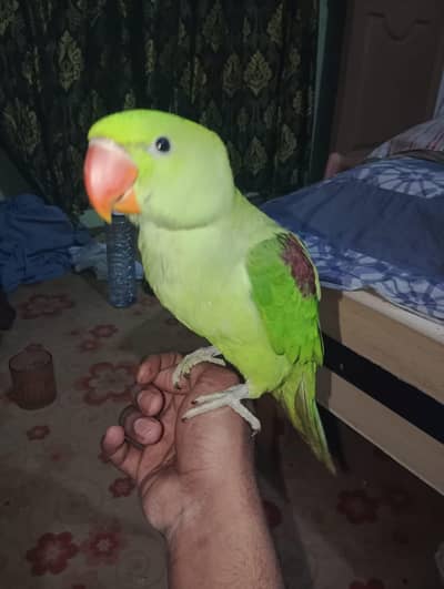Alexander parrot
