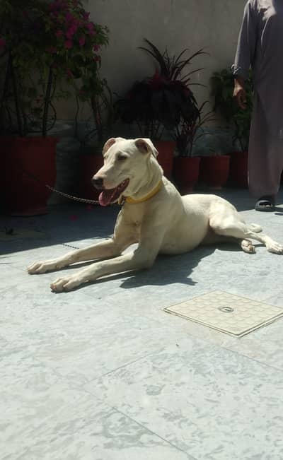 gultair female for sale exchange possible ha bully puppies