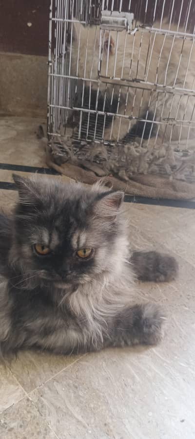 punch face smoky beautiful