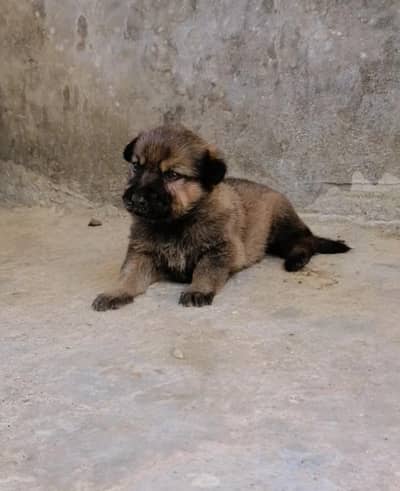 alsatian bagiyari male puppy