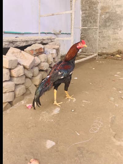 Asseal exchange ho ja ga