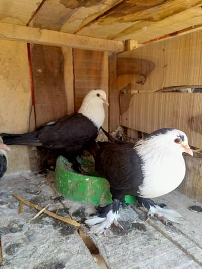 karblai shirazi sabaz mukhi mix pigeon