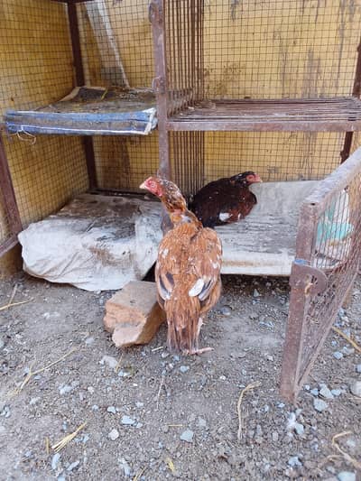 2 aseel kurak madiya ha jis ko Samaj ae Wohi rabta kara