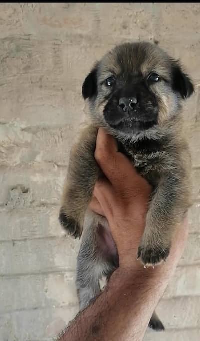 alsatian male puppy available for sale