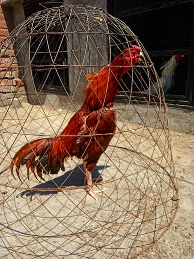 ASEEL TOP QUALITY PATHHA