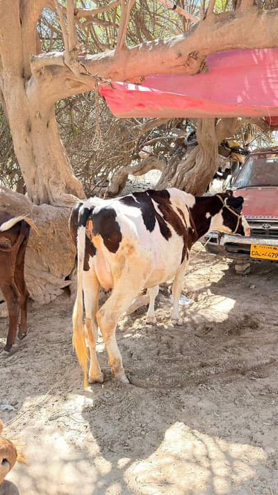 Pregnant Frozen Jersey Cow +923023753840