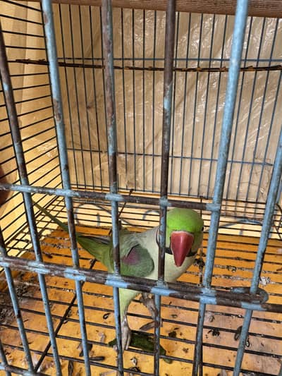 Raw parrot for sale