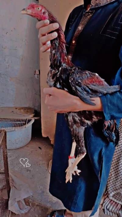 Pure Aseel Pakistani And Thai  Heighted Patha Healthy and active