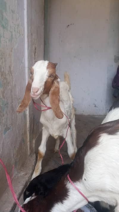 2 Bakri ek bakra for sale  age 4 month final 55 hazar